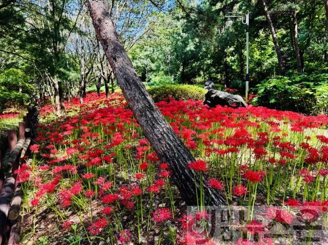 [크기변환]8. 선홍빛 가을 물결  대전 꽃무릇 명소 Best 5(동구) 가오근린공원(1).jpg