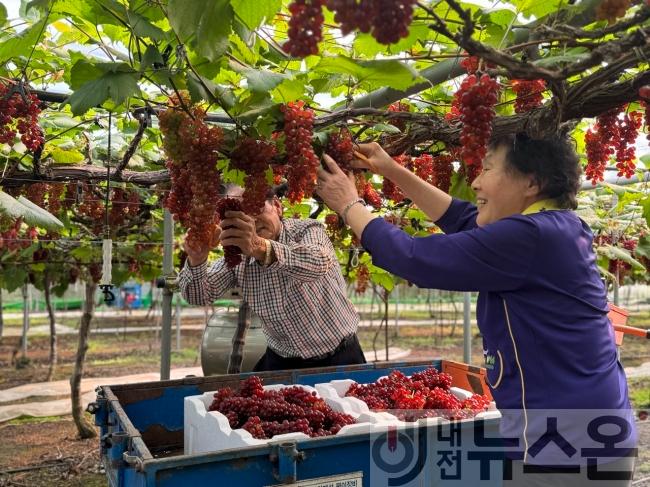 [크기변환]8. 대전시, 씨없는‘델라웨어’포도 전국 첫 출하 1.jpg